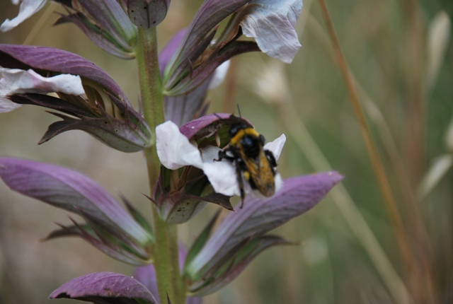 Acanthus mollis